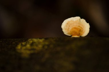 Ağaç gövdesinde mantar. Cat Ba Ulusal Parkı. Kedi Ba Takımadası. Vietnam.