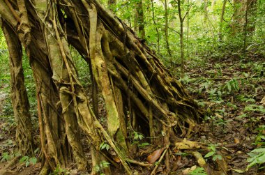 Konsey ağacı Ficus altissima. Cat Ba Ulusal Parkı. Kedi Ba Takımadası. Vietnam.