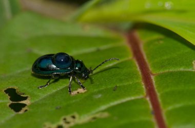 Sırtında bir damla su olan yaprak böceği. Cat Ba Ulusal Parkı. Kedi Ba Takımadası. Vietnam.