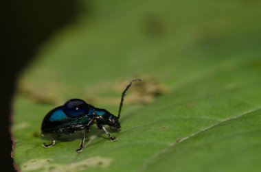 Sırtında bir damla su olan yaprak böceği. Cat Ba Ulusal Parkı. Kedi Ba Takımadası. Vietnam.