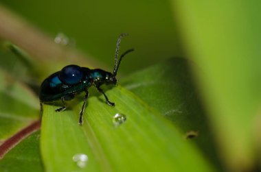 Sırtında bir damla su olan yaprak böceği. Cat Ba Ulusal Parkı. Kedi Ba Takımadası. Vietnam.