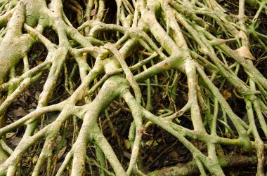 Kocaman bir kök ağacı. Cat Ba Ulusal Parkı. Kedi Ba Takımadası. Vietnam.