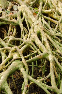 Kocaman bir kök ağacı. Cat Ba Ulusal Parkı. Kedi Ba Takımadası. Vietnam.