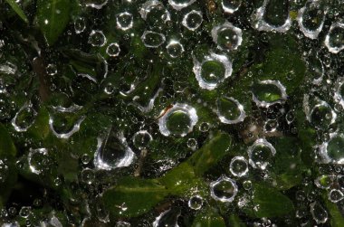 Örümcek ağına bir damla su. Van Long Wetland Doğa Koruma Alanı. Gia Vien Bölgesi. Ninh Binh Eyaleti. Vietnam.