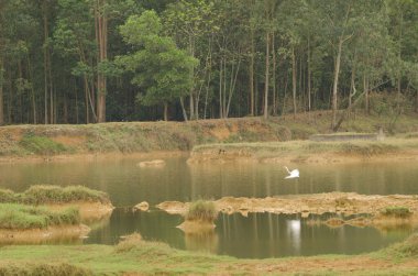 Doğu Büyük Akbalıkçıl Ardea Alba alçakgönüllülüğü uçuyor. Van Long Wetland Doğa Koruma Alanı. Gia Vien Bölgesi. Ninh Binh Eyaleti. Vietnam.