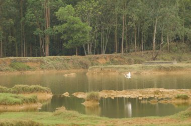 Doğu Büyük Akbalıkçıl Ardea Alba alçakgönüllülüğü uçuyor. Van Long Wetland Doğa Koruma Alanı. Gia Vien Bölgesi. Ninh Binh Eyaleti. Vietnam.