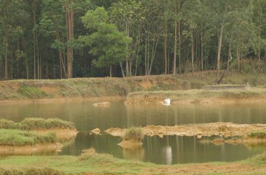 Doğu Büyük Akbalıkçıl Ardea Alba alçakgönüllülüğü uçuyor. Van Long Wetland Doğa Koruma Alanı. Gia Vien Bölgesi. Ninh Binh Eyaleti. Vietnam.