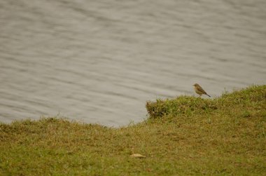 Paddyfield Pipit 'i Anthus Rufus. Van Long Wetland Doğa Koruma Alanı. Gia Vien Bölgesi. Ninh Binh Eyaleti. Vietnam.