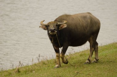 Bubalus Bubalis 'in tehditkar tavrı. Van Long Wetland Doğa Koruma Alanı. Gia Vien Bölgesi. Ninh Binh Eyaleti. Vietnam.