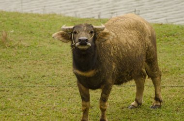 Bubalus Bubalis 'in tehditkar tavrı. Van Long Wetland Doğa Koruma Alanı. Gia Vien Bölgesi. Ninh Binh Eyaleti. Vietnam.