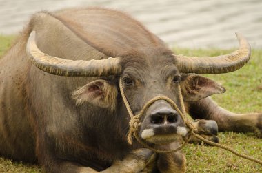 Bubalus Bubalis suyu dinleniyor. Van Long Wetland Doğa Koruma Alanı. Gia Vien Bölgesi. Ninh Binh Eyaleti. Vietnam.