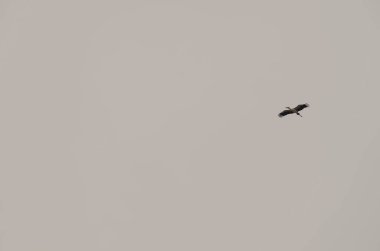 Asya açılış tasarısı Anastomus Oscitans uçuyor. Van Long Wetland Doğa Koruma Alanı. Gia Vien Bölgesi. Ninh Binh Eyaleti. Vietnam.