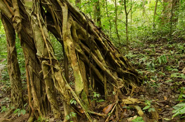 Konsey ağacı Ficus altissima. Cat Ba Ulusal Parkı. Kedi Ba Takımadası. Vietnam.