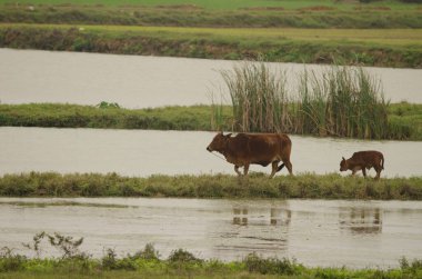 İnek ve buzağı. Van Long Wetland Doğa Koruma Alanı. Gia Vien Bölgesi. Ninh Binh Eyaleti. Vietnam.