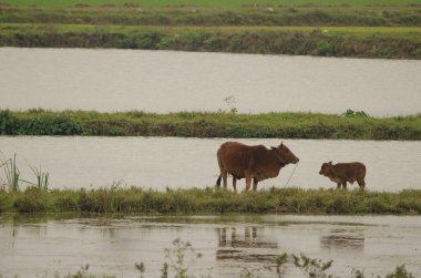İnek ve buzağı. Van Long Wetland Doğa Koruma Alanı. Gia Vien Bölgesi. Ninh Binh Eyaleti. Vietnam.