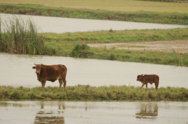 İnek ve buzağı. Van Long Wetland Doğa Koruma Alanı. Gia Vien Bölgesi. Ninh Binh Eyaleti. Vietnam.