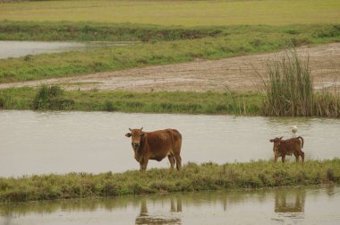 İnek ve buzağı. Van Long Wetland Doğa Koruma Alanı. Gia Vien Bölgesi. Ninh Binh Eyaleti. Vietnam.