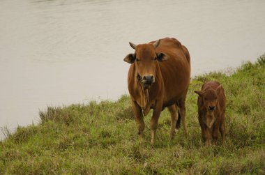 İnek ve buzağı. Van Long Wetland Doğa Koruma Alanı. Gia Vien Bölgesi. Ninh Binh Eyaleti. Vietnam.