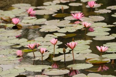Pembe lotus Nelumbo nucifera çiçek açtı. Hoa Lu Bölgesi. Ninh Binh Eyaleti. Vietnam.