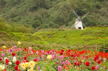 Thung Nham Çiçek Cenneti 'ndeki yel değirmeni. Hoa Lu Bölgesi. Ninh Binh Eyaleti. Vietnam.