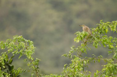 Kış tüylü Çin havuzu balıkçıl balığı Ardeola bacchus. Hoa Lu Bölgesi. Ninh Binh Eyaleti. Vietnam.