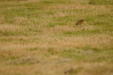 Prinia Prinia inornata extensicauda avlanan böcekler. Hoa Lu Bölgesi. Ninh Binh Eyaleti. Vietnam.