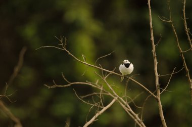 Beyaz kuyruklu Motacilla Alba. Hoa Lu Bölgesi. Ninh Binh Eyaleti. Vietnam.