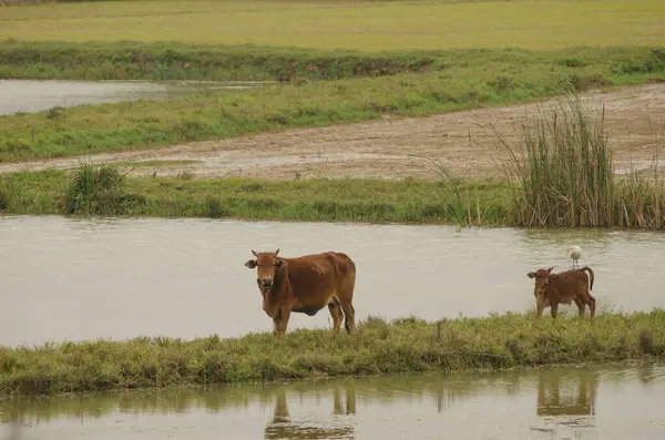 İnek ve buzağı. Van Long Wetland Doğa Koruma Alanı. Gia Vien Bölgesi. Ninh Binh Eyaleti. Vietnam.