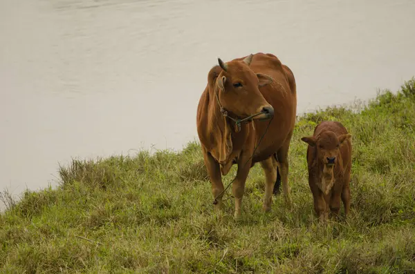 İnek ve buzağı. Van Long Wetland Doğa Koruma Alanı. Gia Vien Bölgesi. Ninh Binh Eyaleti. Vietnam.