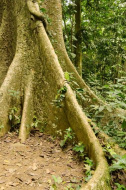 Tetrameles Nudiflora 'nın popolu sandığı. Cuc Phuong Ulusal Parkı. Ninh Binh Eyaleti. Vietnam.