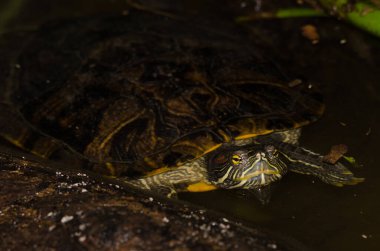 Kırmızı kulaklı Trachemys Scrita elegans. Tutsak koşullar altında. Kaplumbağa Koruma Merkezi. Cuc Phuong Ulusal Parkı. Ninh Binh. Vietnam.