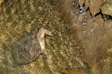 Doğu siyah-köprü yaprak kaplumbağası Bisiklet Döngüsü maketi. Tutsak koşullar altında. Kaplumbağa Koruma Merkezi. Cuc Phuong Ulusal Parkı. Ninh Binh. Vietnam.