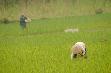 Çeltik tarlasında çalışan kadınlar. Van Long Wetland Doğa Koruma Alanı. Gia Vien Bölgesi. Ninh Binh Eyaleti. Vietnam.