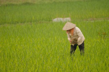 Çeltik tarlasında çalışan bir kadın. Van Long Wetland Doğa Koruma Alanı. Gia Vien Bölgesi. Ninh Binh Eyaleti. Vietnam.