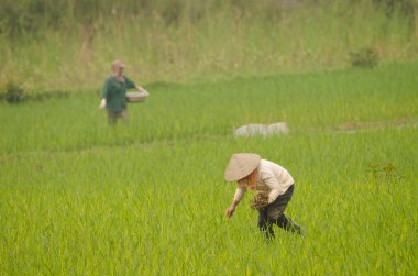 Çeltik tarlasında çalışan kadınlar. Van Long Wetland Doğa Koruma Alanı. Gia Vien Bölgesi. Ninh Binh Eyaleti. Vietnam.