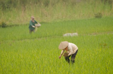 Çeltik tarlasında çalışan kadınlar. Van Long Wetland Doğa Koruma Alanı. Gia Vien Bölgesi. Ninh Binh Eyaleti. Vietnam.