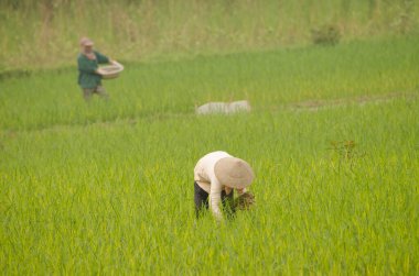 Çeltik tarlasında çalışan kadınlar. Van Long Wetland Doğa Koruma Alanı. Gia Vien Bölgesi. Ninh Binh Eyaleti. Vietnam.