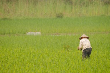 Çeltik tarlasında çalışan bir kadın. Van Long Wetland Doğa Koruma Alanı. Gia Vien Bölgesi. Ninh Binh Eyaleti. Vietnam.
