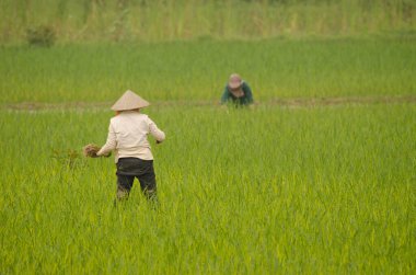 Çeltik tarlasında çalışan kadınlar. Van Long Wetland Doğa Koruma Alanı. Gia Vien Bölgesi. Ninh Binh Eyaleti. Vietnam.