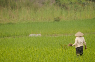 Çeltik tarlasında çalışan bir kadın. Van Long Wetland Doğa Koruma Alanı. Gia Vien Bölgesi. Ninh Binh Eyaleti. Vietnam.