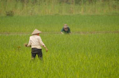 Çeltik tarlasında çalışan kadınlar. Van Long Wetland Doğa Koruma Alanı. Gia Vien Bölgesi. Ninh Binh Eyaleti. Vietnam.