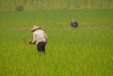 Çeltik tarlasında çalışan kadınlar. Van Long Wetland Doğa Koruma Alanı. Gia Vien Bölgesi. Ninh Binh Eyaleti. Vietnam.