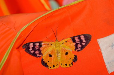 Doğulu bahçe kertenkelesi Calotes versicolor. Phong Nha. Quang Binh Eyaleti. Vietnam.