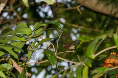 Doğulu bahçe kertenkelesi Calotes versicolor. Phong Nha. Quang Binh Eyaleti. Vietnam.