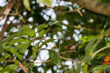 Doğulu bahçe kertenkelesi Calotes versicolor. Phong Nha. Quang Binh Eyaleti. Vietnam.