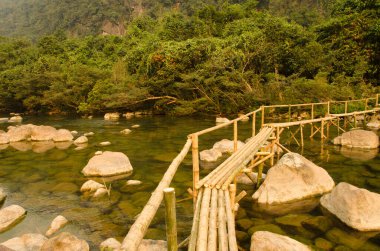 Doğulu bahçe kertenkelesi Calotes versicolor. Phong Nha. Quang Binh Eyaleti. Vietnam.