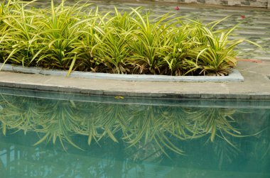 Doğulu bahçe kertenkelesi Calotes versicolor. Phong Nha. Quang Binh Eyaleti. Vietnam.