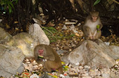 Rhesus makaques Macaca mulatta siamica çöplerin arasında yiyecek arıyor. Son Tra Yarımadası. Da Nang. Vietnam.