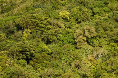 Son Tra Doğal Rezervindeki Orman. Son Tra Yarımadası. Da Nang. Vietnam.