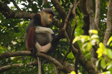 Kırmızı bıçaklı Doug Pygathrix nemaeus. Son Tra Doğal Rezerv. Son Tra Yarımadası. Da Nang. Vietnam.